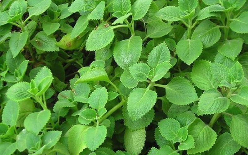 Lá húng chanh hỗ trợ điều trị triệu chứng hô hấp hiệu quả