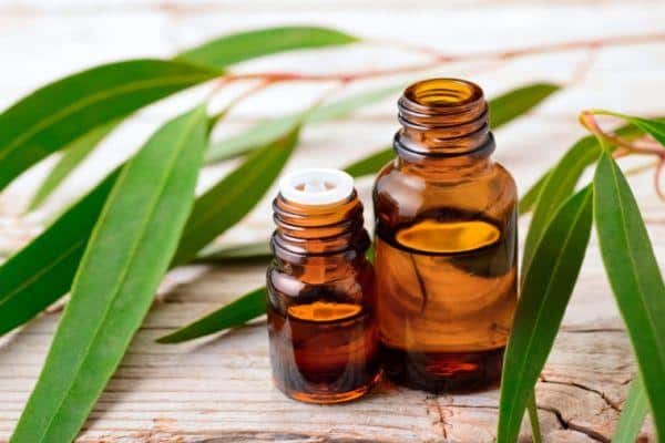 Dầu khuynh diệp giúp giảm khò khè và bảo vệ hô hấp trẻ